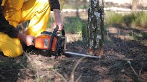 Best Tree Cabling and Bracing  in Delft Colony, CA