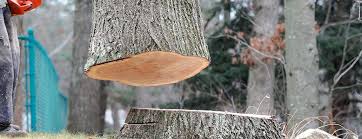 Best Commercial Tree Services  in Delft Colony, CA