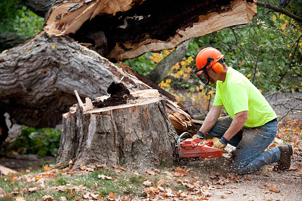 Professional Tree Removal in Delft Colony, CA