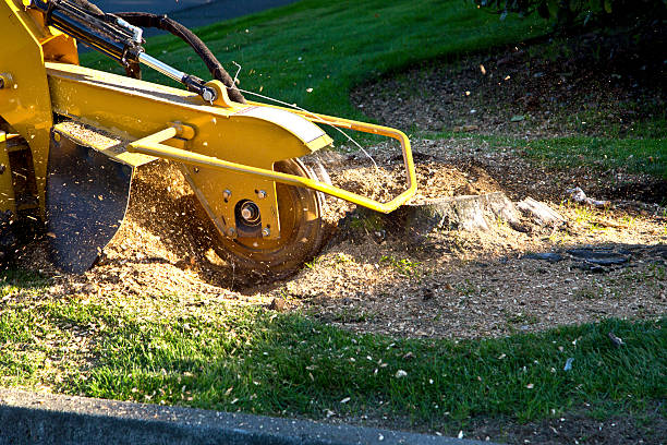 Best Palm Tree Trimming  in Delft Colony, CA