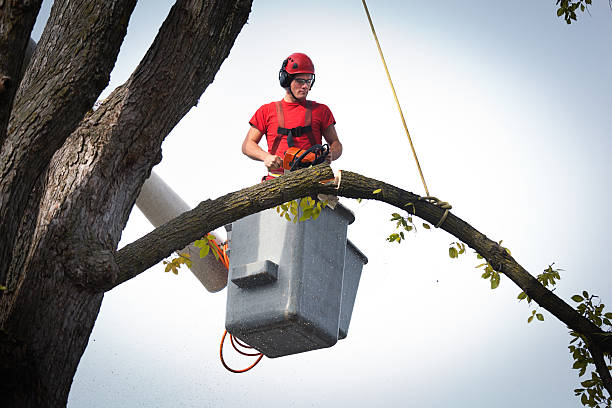 How Our Tree Care Process Works  in  Delft Colony, CA